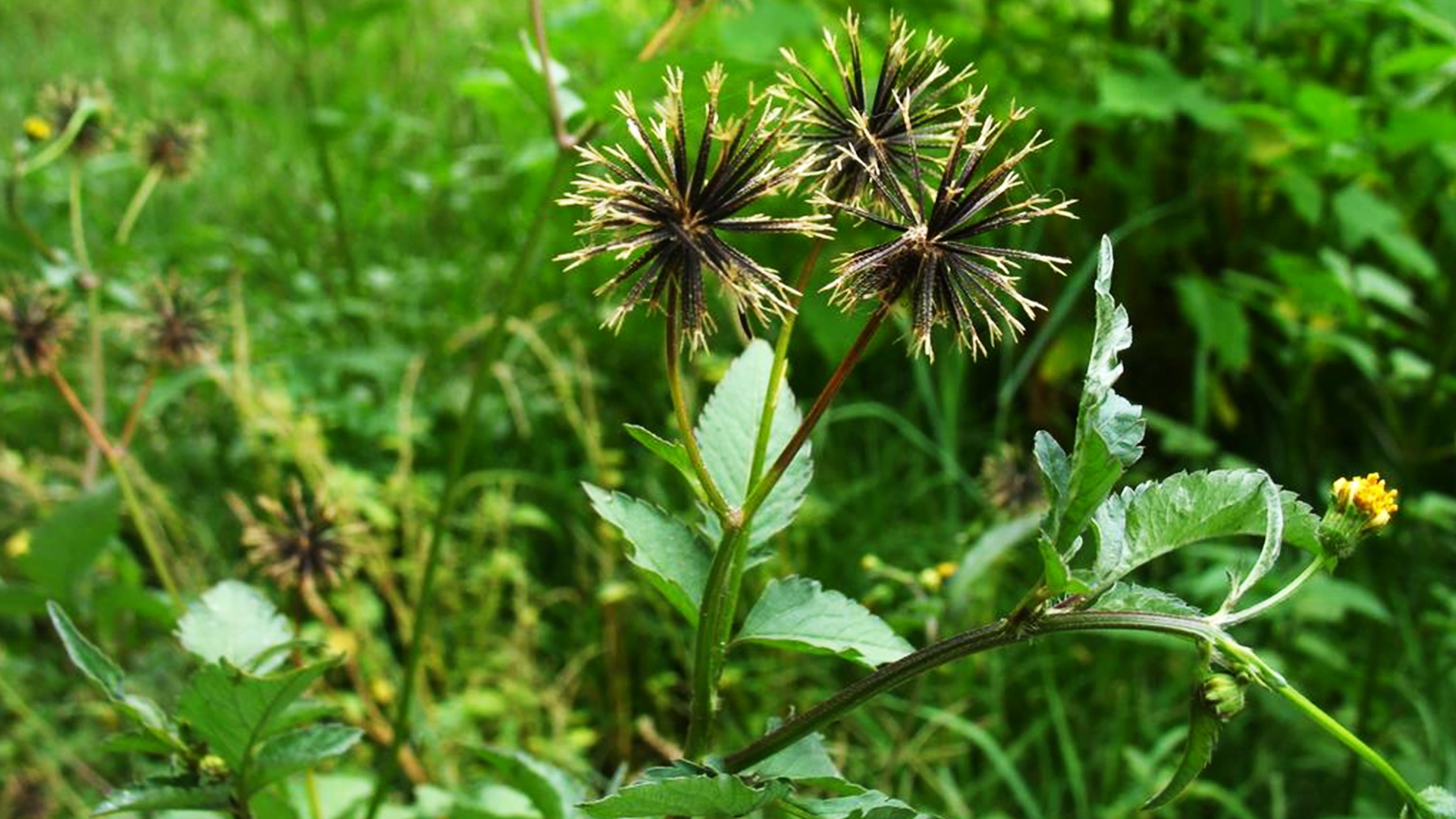 Picão Preto: A Poderosa Arma Contra Parasitas e Inflamações - Solaria ...
