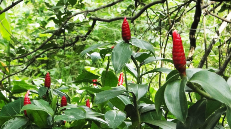 Conheça o Uso Medicinal da Cana-do-Brejo - Solaria - Saúde e Bem-Estar