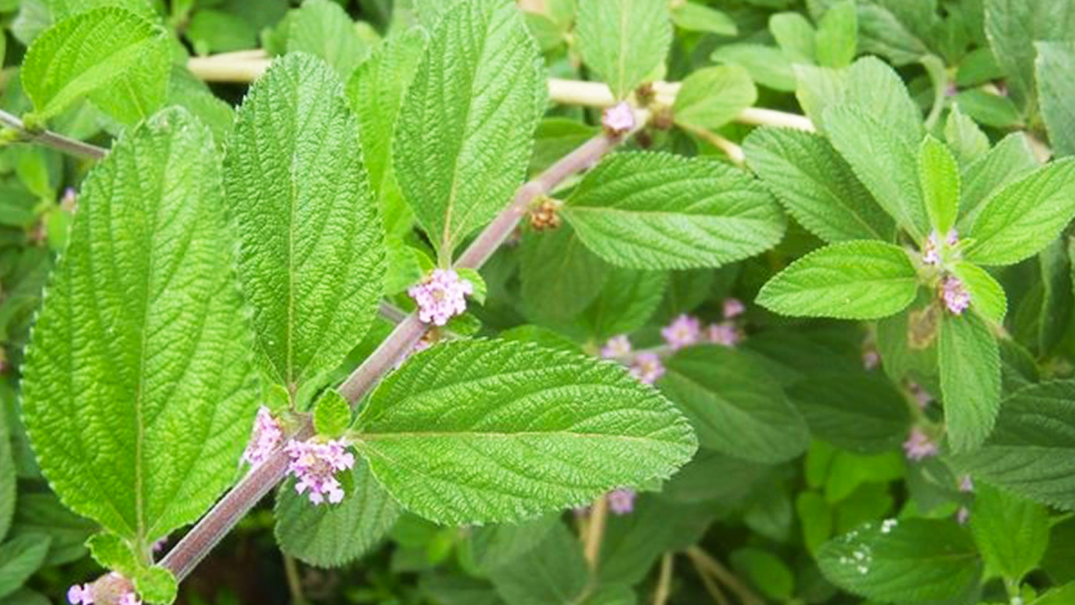 Conheça o Uso Medicinal da ErvaCidreira ou Melissa Solaria Saúde e BemEstar Conheça o Uso Medicinal da ErvaCidreira ou Melissa Solaria Saúde e BemEstar